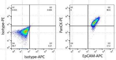 Primary human airway epithelial cells stained with Cytokeratin, pan Antibody (AE-1/AE-3) [PE] at 1:50 for 30 minutes. Cells were washed and analyzed. Flow cytometry image submitted by a verified customer review.