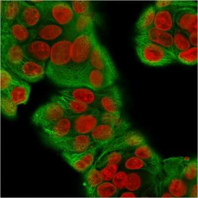 Immunocytochemistry/Immunofluorescence: Cytokeratin, pan Antibody (KRT/1877R) - Azide and BSA Free [NBP3-08398] - Immunofluorescence Analysis of MeOH-fixed Human MCF-7 cells labeling CK with Cytokeratin, pan Recombinant Rabbit Monoclonal Antibody (KRT/1877R)followed by goat anti- Mouse IgG-CF488 (Green). The nuclear counterstain is RedDot (Red).