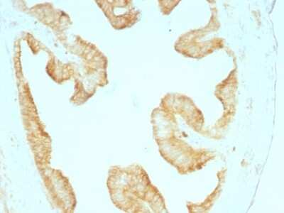 Immunohistochemistry-Paraffin: Cytokeratin, pan Antibody (KRT/457) - Azide and BSA Free [NBP2-47669] - Rat Oviduct stained with Multi Cytokeratin Monoclonal Antibody (KRT/457).