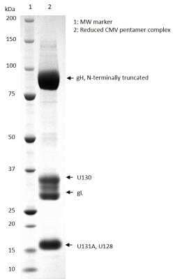 SDS-PAGE Recombinant Cytomegalovirus Cytomegalovirus gH Pentamer Complex VR1814 His (C-Term) Protein