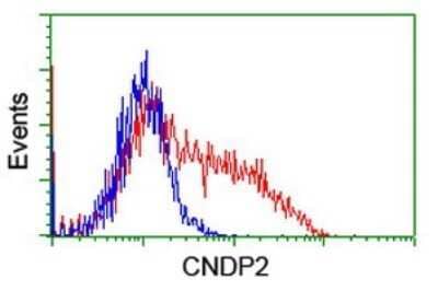 Flow Cytometry: Cytosol Nonspecific Dipeptidase (CNDP2)/CPGL Antibody (OTI8A2) - Azide and BSA Free [NBP2-72019] - HEK293T cells transfected with either Cytosol Nonspecific Dipeptidase (CNDP2)/CPGL Human Tagged ORF Clone overexpress plasmid (Red) or empty vector control plasmid (Blue) were immunostaining by anti-CNDP2 antibody , and then analyzed by flow cytometry.