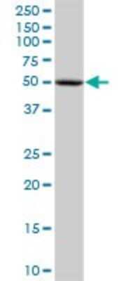 Western Blot: Cytosol Nonspecific Dipeptidase (CNDP2)/CPGL Antibody [H00055748-B01P] - Analysis of CNDP2 expression in human spleen.