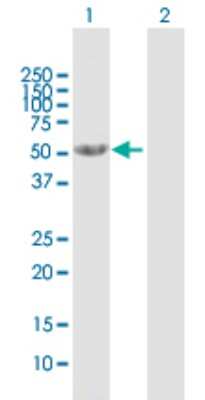 Western Blot: Cytosol Nonspecific Dipeptidase (CNDP2)/CPGL Antibody [H00055748-B01P] - Analysis of CNDP2 expression in transfected 293T cell line by CNDP2 polyclonal antibody.  Lane 1: CNDP2 transfected lysate(52.25 KDa). Lane 2: Non-transfected lysate.