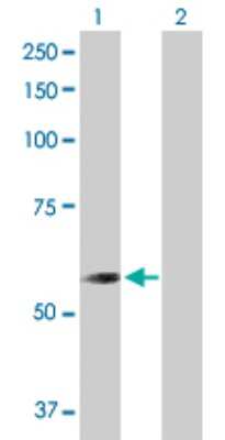 Western Blot: Cytosol Nonspecific Dipeptidase (CNDP2)/CPGL Antibody [H00055748-D01P] - Analysis of CNDP2 expression in transfected 293T cell line by CNDP2 polyclonal antibody.Lane 1: CNDP2 transfected lysate(52.90 KDa).Lane 2: Non-transfected lysate.