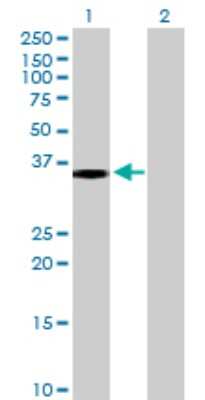 Western Blot: Cytosolic Sulfotransferase 1B1/SULT1B1 Antibody [H00027284-B01P] - Analysis of SULT1B1 expression in transfected 293T cell line by SULT1B1 polyclonal antibody.  Lane 1: SULT1B1 transfected lysate(32.67 KDa). Lane 2: Non-transfected lysate.