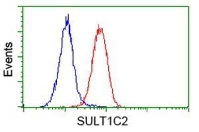 Flow Cytometry: Cytosolic Sulfotransferase 1C2/SULT1C2 Antibody (OTI4G1) - Azide and BSA Free [NBP2-71313] - Analysis of Hela cells, using anti-SULT1C2 antibody, (Red), compared to a nonspecific negative control antibody (Blue).