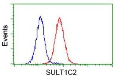 Flow Cytometry: Cytosolic Sulfotransferase 1C2/SULT1C2 Antibody (OTI4G1) - Azide and BSA Free [NBP2-71313] - Analysis of Jurkat cells, using anti-SULT1C2 antibody, (Red), compared to a nonspecific negative control antibody (Blue).