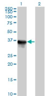 Western Blot: Cytosolic Sulfotransferase 1E1/SULT1E1 Antibody [H00006783-B01P] - Analysis of SULT1E1 expression in transfected 293T cell line by SULT1E1 polyclonal antibody.  Lane 1: SULT1E1 transfected lysate(32.45 KDa). Lane 2: Non-transfected lysate.