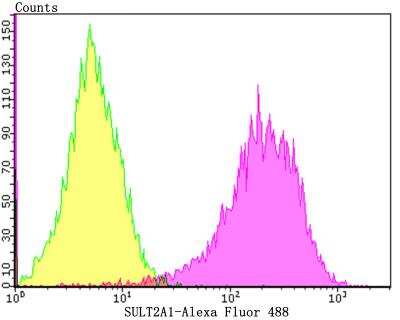 Flow Cytometry: Cytosolic Sulfotransferase 2A1/SULT2A1 Antibody (JG36-18) [NBP2-76871] - Flow cytometric analysis of HepG2 cells with SULT2A1 antibody at 1/100 dilution (yellow) compared with an unlabelled control (cells without incubation with primary antibody; purple).Alexa Fluor 488-conjugated goat anti-rabbit IgG was used as the secondary antibody.