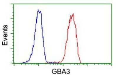 Flow Cytometry: Cytosolic beta-Glucosidase/GBA3 Antibody (OTI1F1) - Azide and BSA Free [NBP2-72100] - Analysis of Jurkat cells, using anti-GBA3 antibody, (Red), compared to a nonspecific negative control antibody (Blue).