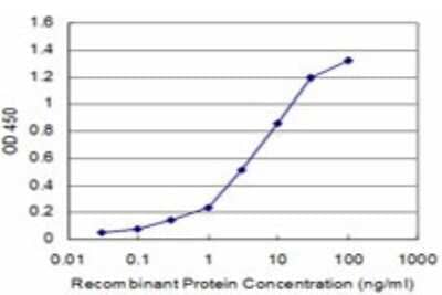 Sandwich ELISA: D Box Binding Protein Antibody (3A6) [H00001628-M01] - Detection limit for recombinant GST tagged DBP is approximately 0.3ng/ml as a capture antibody.