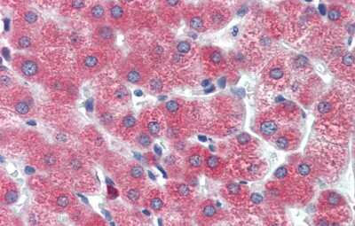 Immunohistochemistry: D Box Binding Protein Antibody [NBP2-83996] - Immunohistochemistry with Human Liver cell lysate tissue at an antibody concentration of 5.0ug/ml using anti-DBP antibody