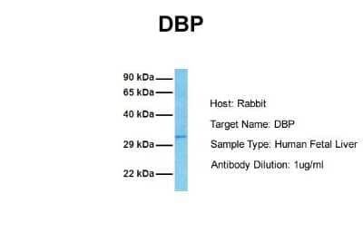 Western Blot: D Box Binding Protein Antibody [NBP2-83996] - Host: Rabbit. Target Name: DBP. Sample Tissue: Human Fetal Liver. Antibody Dilution: 1.0ug/ml