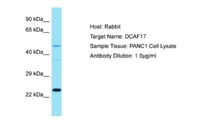 Western Blot: D-Glutamate Cyclase Antibody [NBP2-84782] - Host: Rabbit. Target Name: DCAF17. Sample Type: PANC1 Whole Cell lysates. Antibody Dilution: 1.0ug/ml