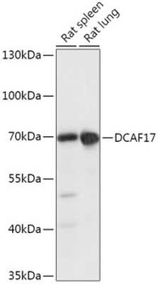 Western Blot: D-Glutamate Cyclase Antibody [NBP2-92381] - Analysis of extracts of various cell lines, using D-Glutamate Cyclase at 1:1000 dilution.Secondary antibody: HRP Goat Anti-Rabbit IgG (H+L) at 1:10000 dilution.Lysates/proteins: 25ug per lane.Blocking buffer: 3% nonfat dry milk in TBST.Detection: ECL Basic Kit .Exposure time: 5s.