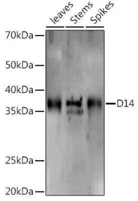 Western Blot: D14 Antibody [NBP3-16061] - Western blot analysis of extracts of various tissues from the japonica rice (Oryza sativa L.) variety Zhonghua 11, using D14 antibody (NBP3-16061) at 1:1000 dilution. Secondary antibody: HRP Goat Anti-Rabbit IgG (H+L) at 1:10000 dilution. Lysates/proteins: 25ug per lane. Blocking buffer: 3% nonfat dry milk in TBST. Detection: ECL Enhanced Kit. Exposure time: 120s.
