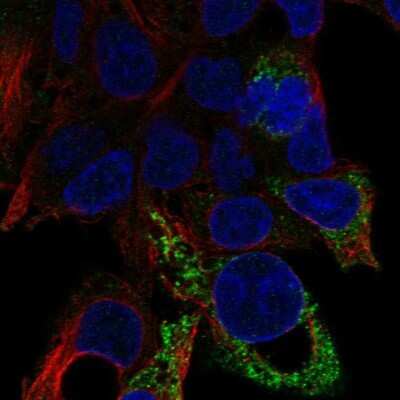 Immunocytochemistry/Immunofluorescence: D2HGDH Antibody [NBP2-68763] - Staining of human cell line Hep G2 shows localization to mitochondria.