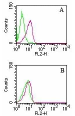 Flow Cytometry: D4-GDI/RhoGDI2 Antibody (10D774) - Azide and BSA Free [NBP2-80690] - HL60 cells were left untreated (green) or treated with camptothecin to induce apoptosis (red). Cells were analyzed by intracellular flow cytometry using either the NB100-56725 or NB100-56556 D4-GDI antibodies (0.5 ug antibody/test/1 million cells) and Intracellular Staining Flow Assay Kit. A: NB100-56725 which recognizes only cleaved D4-GDI. B: NB100-56556 which recognizes both full-length and cleaved D4-GDI. Image from the standard format of this antibody.