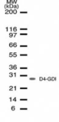 Western Blot: D4-GDI/RhoGDI2 Antibody (10D774) - Azide and BSA Free [NBP2-80690] - Western blot analysis of NB100-56556 in whole Jurkat cell lysate. Image from the standard format of this antibody.