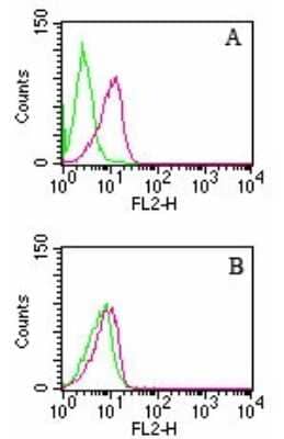 Flow Cytometry: D4-GDI/RhoGDI2 Antibody (10D774) [NB100-56556] - HL60 cells were left untreated (green) or treated with camptothecin to induce apoptosis (red). Cells were analyzed by intracellular flow cytometry using either the NB100-56725 or NB100-56556 D4-GDI antibodies (0.5 ug antibody/test/1 million cells) and Intracellular Staining Flow Assay Kit. A: NB100-56725 which recognizes only cleaved D4-GDI. B: NB100-56556 which recognizes both full-length and cleaved D4-GDI.