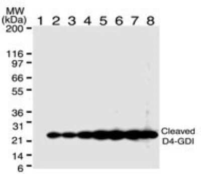 Western Blot: D4-GDI/RhoGDI2 Antibody (97A1015) - (cleavage specific) - Azide Free [NBP2-33248] - WB analysis: HL60 cells were treated for different time periods with 10 ng/ml of anti-Fas mAb (NB100-56725, Clone DX2). Harvested cells were lysed and resolved by SDS-PAGE and transferred onto membrane. D4-GDI/RhoGDI2 cleavage was detected. Image from the standard format of this antibody.