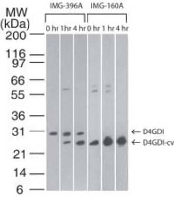 Western Blot: D4-GDI/RhoGDI2 Antibody (97A1015) - (cleavage specific) - Azide Free [NBP2-33248] - Western blot analysis of D4GDI in Jurkat cells using NB100-56556 (IMG-396A) at 2 ug/ml and NB100-56725 (IMG-160A) at 0.1 ug/ml. Cells were treated with 2 uM staurosporine for different time periods. NB100-56556 (IMG-396A) detects both the full-length and cleaved forms of D4GDI. While (NB100-56725) IMG-160A specifically detects only the cleaved form of the protein. Image from the standard format of this antibody.