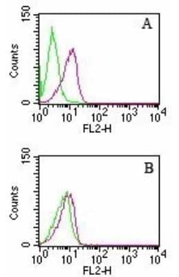 Flow (Intracellular): D4-GDI/RhoGDI2 Antibody (97A1015) - (cleavage specific) [NB100-56725] - HL60 cells were left untreated (green) or treated with camptothecin to induce apoptosis (red). Cells were analyzed by intracellular flow cytometry using either the (0.5 ug antibody/test/1 million cells) and ((as seen in B). this is because (cells not undergoing apoptosis) and cleaved (apoptotic cells) forms of D4-GDI.