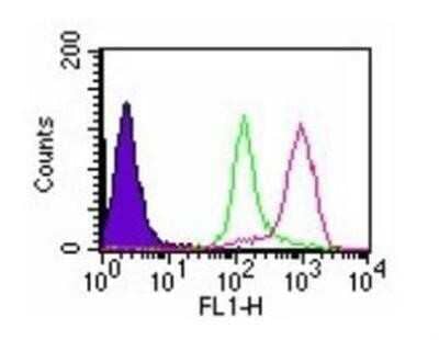 Flow (Intracellular): D4-GDI/RhoGDI2 Antibody (97A1015) - (cleavage specific) [NB100-56725] - Analysis using the FITC conjugate of NB100-56725. Staining of cleaved D4-GDI in 10^6 camptothecin-treated (red) and untreated (green) HL60 cells using 0.5 ug of NB100-56060. The shaded histogram represents cells without antibody.