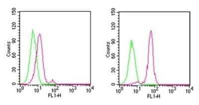 Flow (Intracellular): D4-GDI/RhoGDI2 Antibody (97A1015) - (cleavage specific) [NB100-56725] - Analysis using the FITC conjugate of NB100-56725. Staining of cleaved D4-GDI in untreated (left) and staurosporine-treated (right) Ramos cells using 0.5 ug of was used for this test.