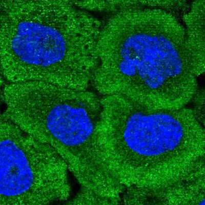 Immunocytochemistry/ Immunofluorescence DAAM1 Antibody - BSA Free