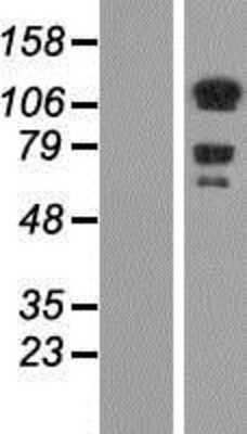 Western Blot: DAAM1 Overexpression Lysate (Adult Normal) [NBP2-07237] Left-Empty vector transfected control cell lysate (HEK293 cell lysate); Right -Over-expression Lysate for DAAM1.