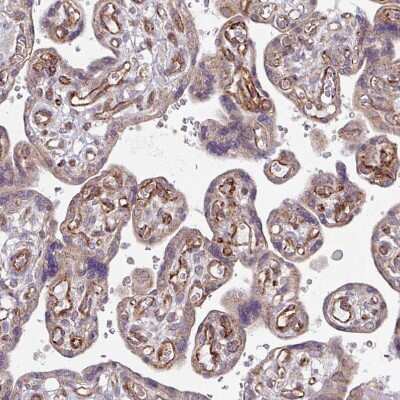 Immunohistochemistry-Paraffin: DAAM2 Antibody [NBP2-47496] - Staining of human placenta shows strong positivity in endothelial cells.