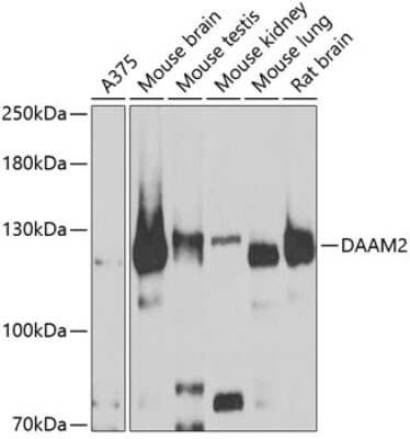Western Blot DAAM2 Antibody - BSA Free