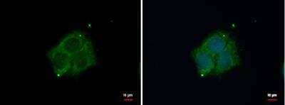 Immunocytochemistry/Immunofluorescence: DAB1 Antibody [NBP2-16095] - Sample: HepG2 cells were fixed in 4% paraformaldehyde at RT for 15 min.Green: DAB1 protein stained by DAB1 antibody [N1N3]  diluted at 1:500. Blue: Hoechst 33342 staining.