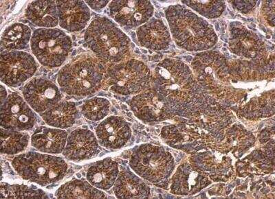 Immunohistochemistry-Paraffin: DAB1 Antibody [NBP2-16095] - Mouse duodenum. DAB1 antibody [N1N3] dilution: 1:500. Antigen Retrieval: Trilogy™ (EDTA based, pH 8.0) buffer, 15min.