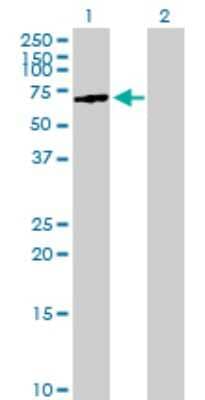 Western Blot: DAB1 Antibody [H00001600-B01P] - Analysis of DAB1 expression in transfected 293T cell line by DAB1 polyclonal antibody.  Lane 1: DAB1 transfected lysate(60.83 KDa). Lane 2: Non-transfected lysate.