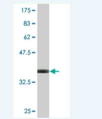 Western Blot: DAB2 Antibody (1C8) [H00001601-M06] - Detection against Immunogen (36.52 KDa) .