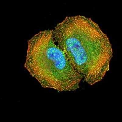 Immunocytochemistry/Immunofluorescence: DAB2 Antibody (2H7C4) [NBP2-61884] - Analysis of Hela cells using DOC2 mouse mAb (green). Blue: DRAQ5 fluorescent DNA dye. Red: Actin filaments have been labeled with Alexa Fluor- 555 phalloidin. Goat anti-Mouse IgG (H+L) DyLight 488 secondary antibody was used. 