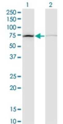 Western Blot: DAB2 Antibody (3D6) [H00001601-M09] - Analysis of DAB2 expression in transfected 293T cell line by DAB2 monoclonal antibody (M09), clone 3D6. Lane 1: DAB2 transfected lysate (Predicted MW: 82.507 KDa). Lane 2: Non-transfected lysate.