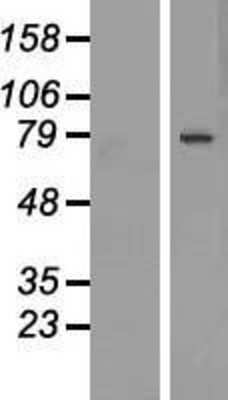 Western Blot DACH1 Overexpression Lysate