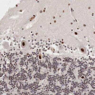 Immunohistochemistry-Paraffin: DACH2 Antibody [NBP1-89476] - Staining of human cerebellum shows distinct nuclear positivity in cerebellar tissue.