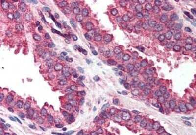 Immunohistochemistry-Paraffin: DAD1 Antibody [NBP1-02946] - Staining of human prostate. Immunohistochemistry of formalin-fixed, paraffin-embedded tissue after heat-induced antigen retrieval. Antibody concentration 5 ug/ml.