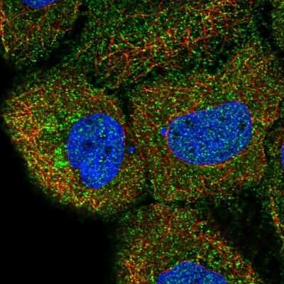 Immunocytochemistry/Immunofluorescence: DAGLB Antibody [NBP2-57542] - Staining of human cell line HaCaT shows localization to plasma membrane. Antibody staining is shown in green.