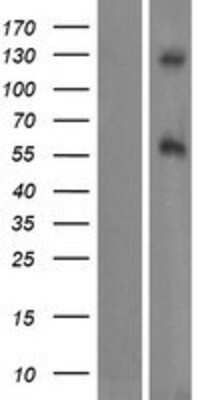 Western Blot: DAGLB Overexpression Lysate (Adult Normal) [NBP2-09676] Left-Empty vector transfected control cell lysate (HEK293 cell lysate); Right -Over-expression Lysate for DAGLB.