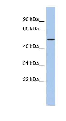 Western Blot: DALRD3 Antibody [NBP1-56822] - HepG2 cell lysate, concentration 0.2-1 ug/ml.
