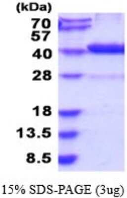 SDS-Page: DAO Recombinant Protein [NBP2-52237] - 15% SDS Page (3 ug)
