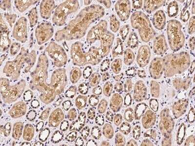 Immunohistochemistry-Paraffin: DAOA Antibody [NBP2-97394] - Immunochemical staining of human DAOA in human kidney with rabbit polyclonal antibody at 1:100 dilution, formalin-fixed paraffin embedded sections.