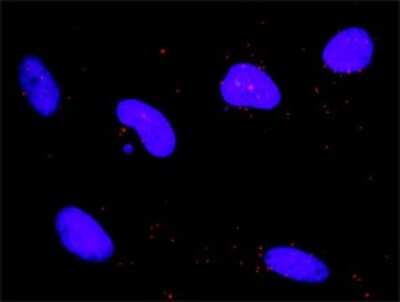 Proximity Ligation Assay: DAP Kinase 1 Antibody (2E7) [H00001612-M01] - Analysis of protein-protein interactions between MAPK3 and DAPK1. HeLa cells were stained with anti-MAPK3 rabbit purified polyclonal 1:1200 and anti-DAPK1 mouse monoclonal antibody 1:50. Each red dot represents the detection of protein-protein interaction complex, and nuclei were counterstained with DAPI (blue).