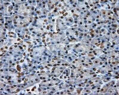 Immunohistochemistry: DAP Kinase 2 Antibody (OTI1C5) - Azide and BSA Free [NBP2-71753] - Staining of paraffin-embedded Human pancreas tissue using anti-DAP Kinase 2 mouse monoclonal antibody.