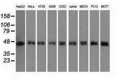 Western Blot: DAP Kinase 2 Antibody (OTI1C5) - Azide and BSA Free [NBP2-71753] - Analysis of extracts (35ug) from 9 different cell lines by using g anti-DAP Kinase 2 monoclonal antibody (HepG2: human; HeLa: human; SVT2: mouse; A549: human; COS7: monkey; Jurkat: human; MDCK: canine; PC12: rat; MCF7: human).